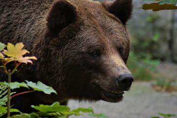 the head of a big brown bear