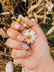 Wall Mural - Girl's hands on the background of a wheat field