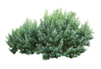 tropical plant flower bush tree isolated on white background with clipping path