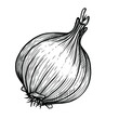 Vector sketch illustration of onion drawing isolated on white. Engraved style. Ink. natural business. Vintage, retro object for menu, label, recipe, product packaging