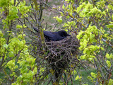 Fototapeta  - Rabenkrähe im Nest