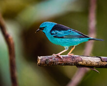 A Blue Bird Perched On A Tree Branch