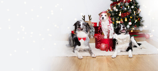 Banner three dogs celebrating holidays below christmas tree, wearing a bowtie, text sign, ribbon and box present.