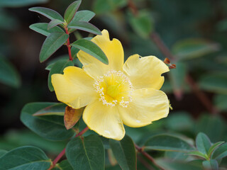 Sticker - (Hypericum calycinum) Großkelchige oder Immergrünes Johanniskraut, Strauch mit gelb blume Nahaufnahme 