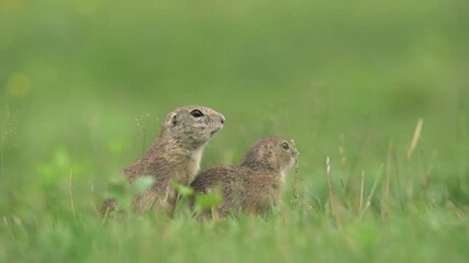 Wall Mural - Ground squirrels are alerted near the burrow. Small rodent on the meadow. Squirrel check surround. Europe nature. 