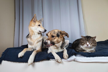 Wall Mural - Dogs and sleeping cat resting on bed