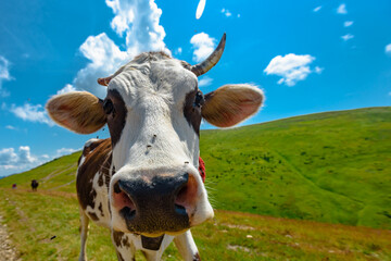 Cute brown cow on summer mountain pasture in Carpathians