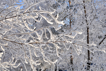 Wall Mural - Winter garden in a snow-covered forest