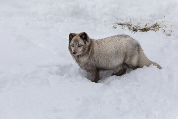 Wall Mural - Close up of gray-brown Arctic fox standing in snow and staring
