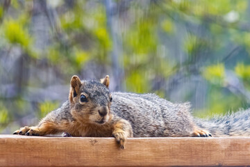 Wall Mural - Lounging Squirrel_2