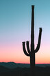 Silhouette of the giant Saguaro Cactus with a pastel colored sunrise or sunset in the Sonoran Desert in Saguaro National Park in Tuscon, Arizona, USA  
