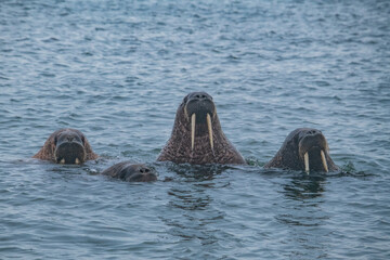 Wall Mural - Walrus in the Arctic