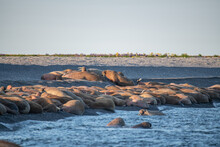 Walrus On The Rookery