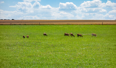 Wall Mural - rural scenery with goats