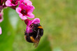 bumble bee clings to bergenia bloom