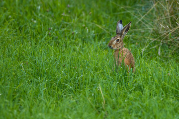 Feldhase (Lepus europaeus)