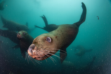 Steller's sea lion underwater