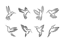 Colibri Hummingbird Flying Bird Line Style Logo Illustration