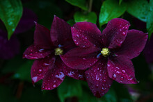 Dark Rich Maroon Clematis Flowers In Water Drops After Rain In Summer Garden