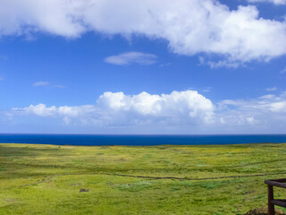 Wall Mural - nature of Easter Island, landscape, vegetation and coast.