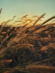 wheat field at sunset