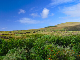 Wall Mural - nature of Easter Island, landscape, vegetation and coast.