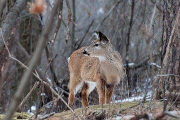 Wall Mural - Female White-tailed deer in her winter coat