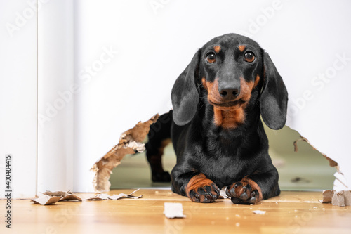 Mess and naughty dachshund puppy was locked in room alone and chewed hole in door to get out. Poorly behaved pets spoil furniture and make mess in apartment