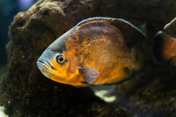 big beautiful fish cichlid Astronostus oscar swims in a pond among the stones. Aqua space