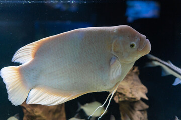 two white fish The real or giant gourami is a freshwater ray-finned fish of the macropod family. swims in a large aquarium.