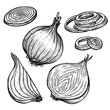 © Ирина Колесниченко - Vector sketch illustration of onion set drawing isolated on white. half, whole and cut rings. Engraved style. Ink. natural business. Vintage, retro object for menu, label, recipe, product packaging