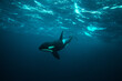 orca killer whale underwater
