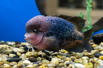 Wall Mural - Cichlazoma rainbow or Vieja synspilum Cichlasoma sensillum fish swims in the aquarium.