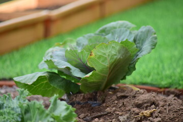 Green leafy vegetables in the daytime have a beautiful color.