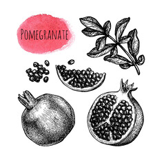 Canvas Print - pomegranate ink sketch collection.