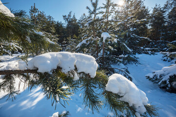 Poster - Winter forest