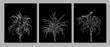 Vector set of dracaena isolated on black background. Detailed and accurate palm tree design in triangular  wireframe low poly style. Floral design element.