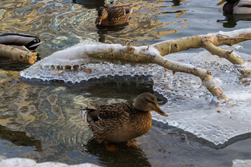 Sticker - ducks in the water