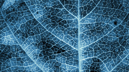 Tree leaf close up. Dark blue plant background or wallpaper. A mosaic pattern similar to an x-ray image. Impressive and dramatic monochrome autumn backdrop. Shot with manual focus macro lens