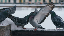 The Fight Of Pigeons At The Embankment Of The Moskva River In Cold Winter Day. Animals Theme. Close Up Photography.