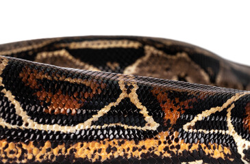 Fototapete - Detail of Boa Constrictor aka Boa Constrictor Imperator snake skin. Isolated on white background.