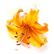Luxurious delicate yellow lily, close-up on a white background, with splashes of paint and a sketch element