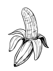 Wall Mural - Banana sketch. Hand drawn illustration converted to vector. Black on transparent background