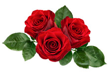 Red Rose Isolated On White Background, Clipping Path, Full Depth Of Field