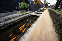 Carp(Koi Fish) In The Clear Water Canal In The Town Of Hida Furukawa, Japan.