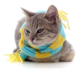 Canvas Print - Kitten in a scarf.