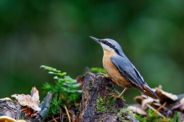 The Eurasian nuthatch or wood nuthatch (Sitta europaea) sitting in the forest in the Netherlands with a nice background