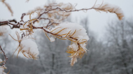 Wall Mural - snow covered branches