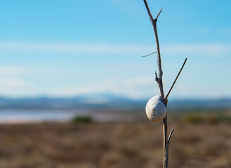 turbine in the wind