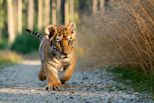 Young Siberian/bengal Tiger